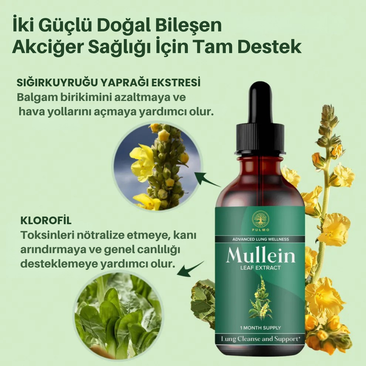 Mullein – Bitkisel Akciğer Temizleyici Damla
